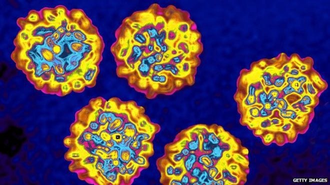 hepatitis c virus cells