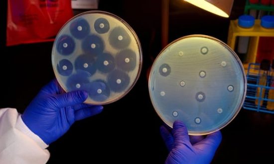 Scientist holding up two plates of bacteria, one that is antibiotic resistant and one that is not