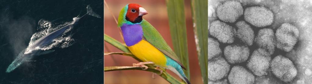 Blue whale, Gouldian finch, Smallpox particles