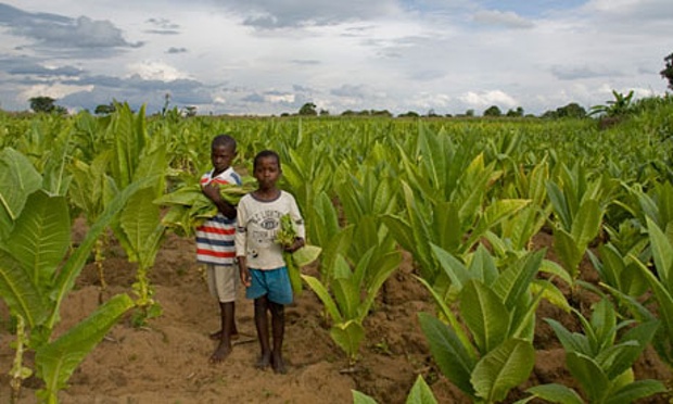 Children in a tobacco farm in Malawi