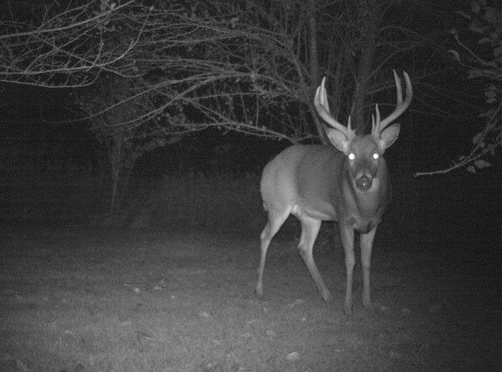 Photo of a deer through night vision