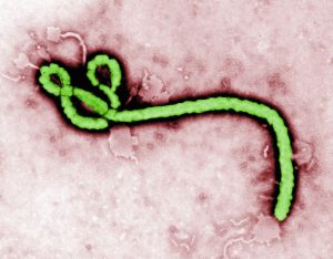 Ebola Strain